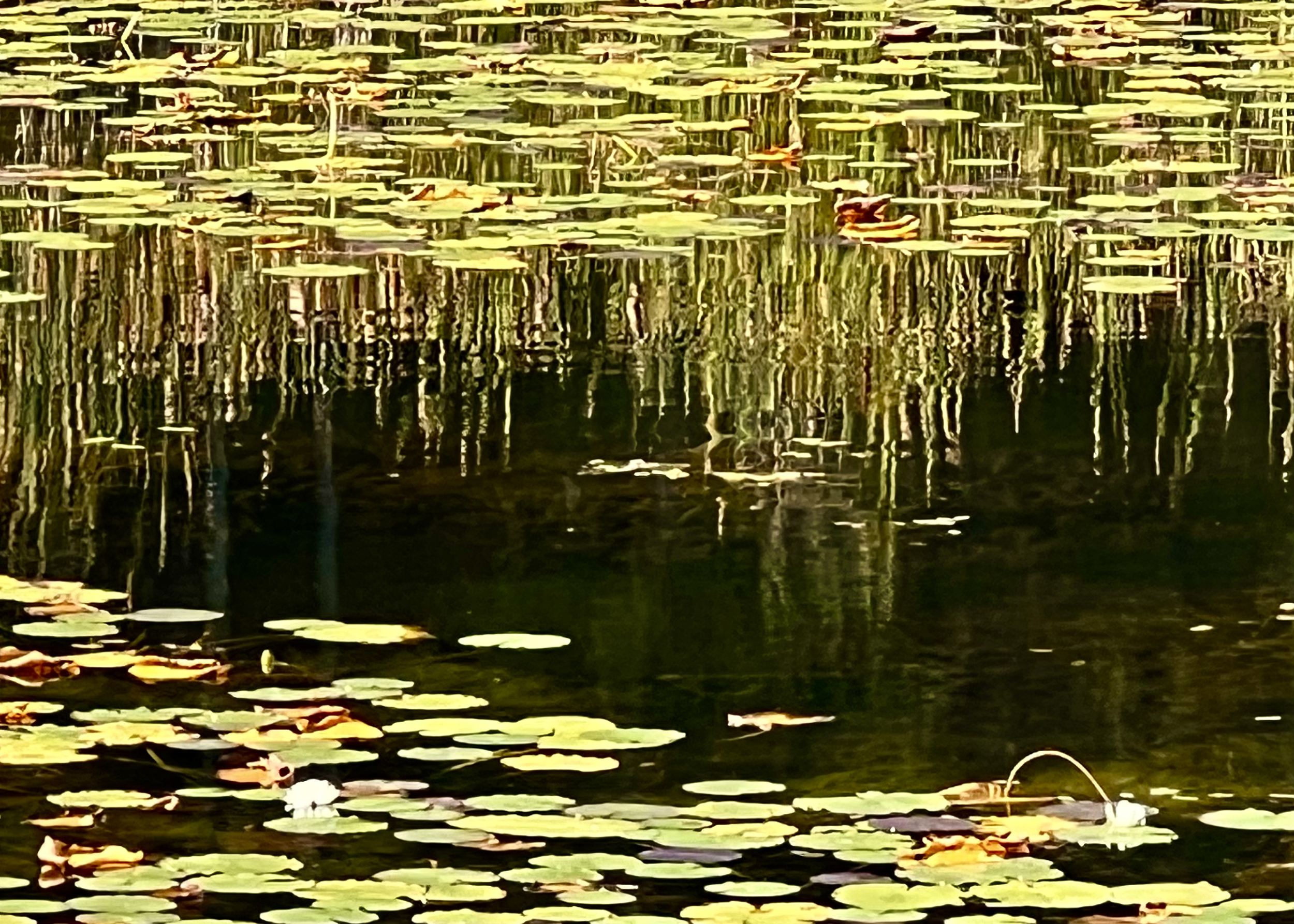 A pond with green lily pads floating on the surface and tall reeds reflected in the water.