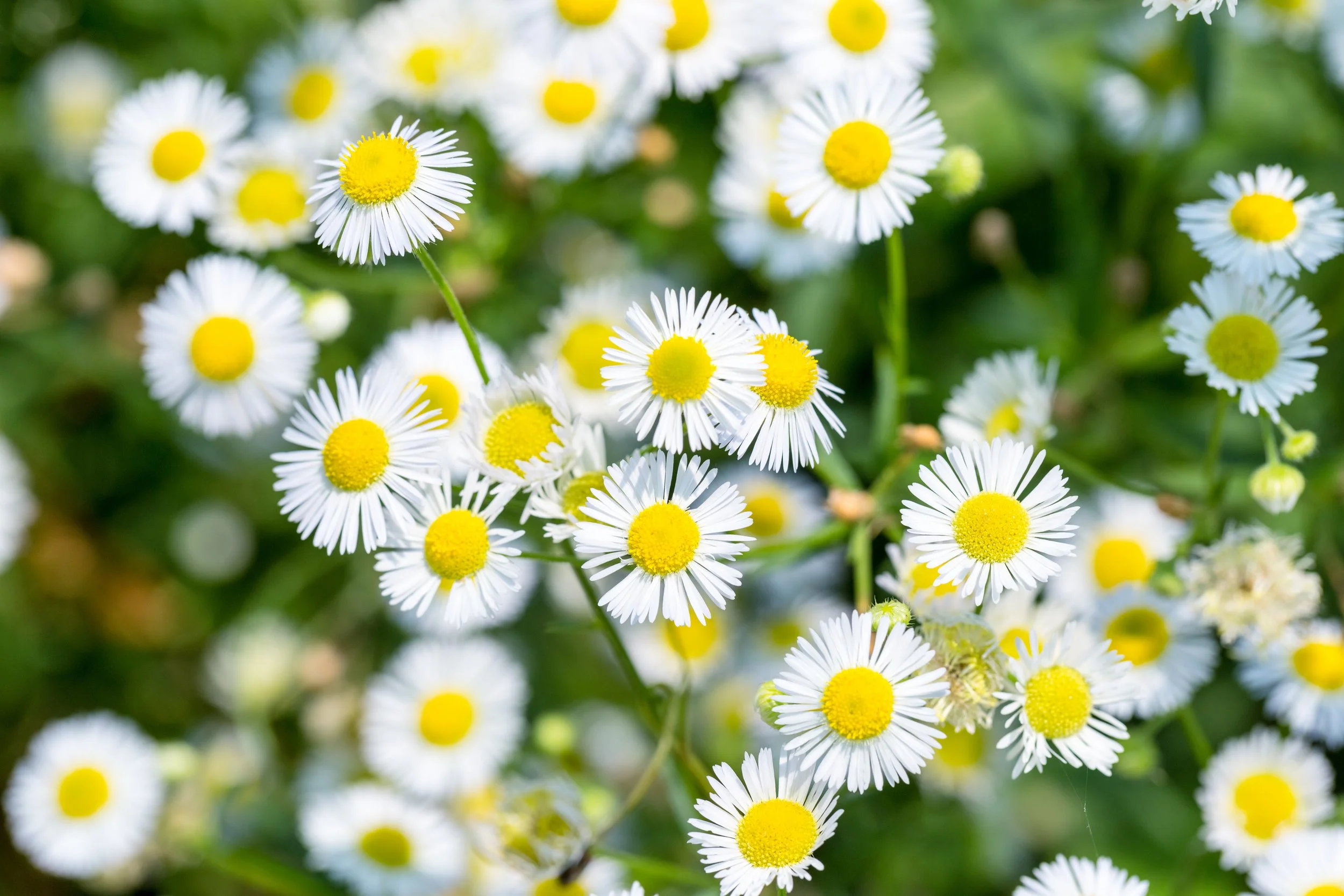 Field of daisies