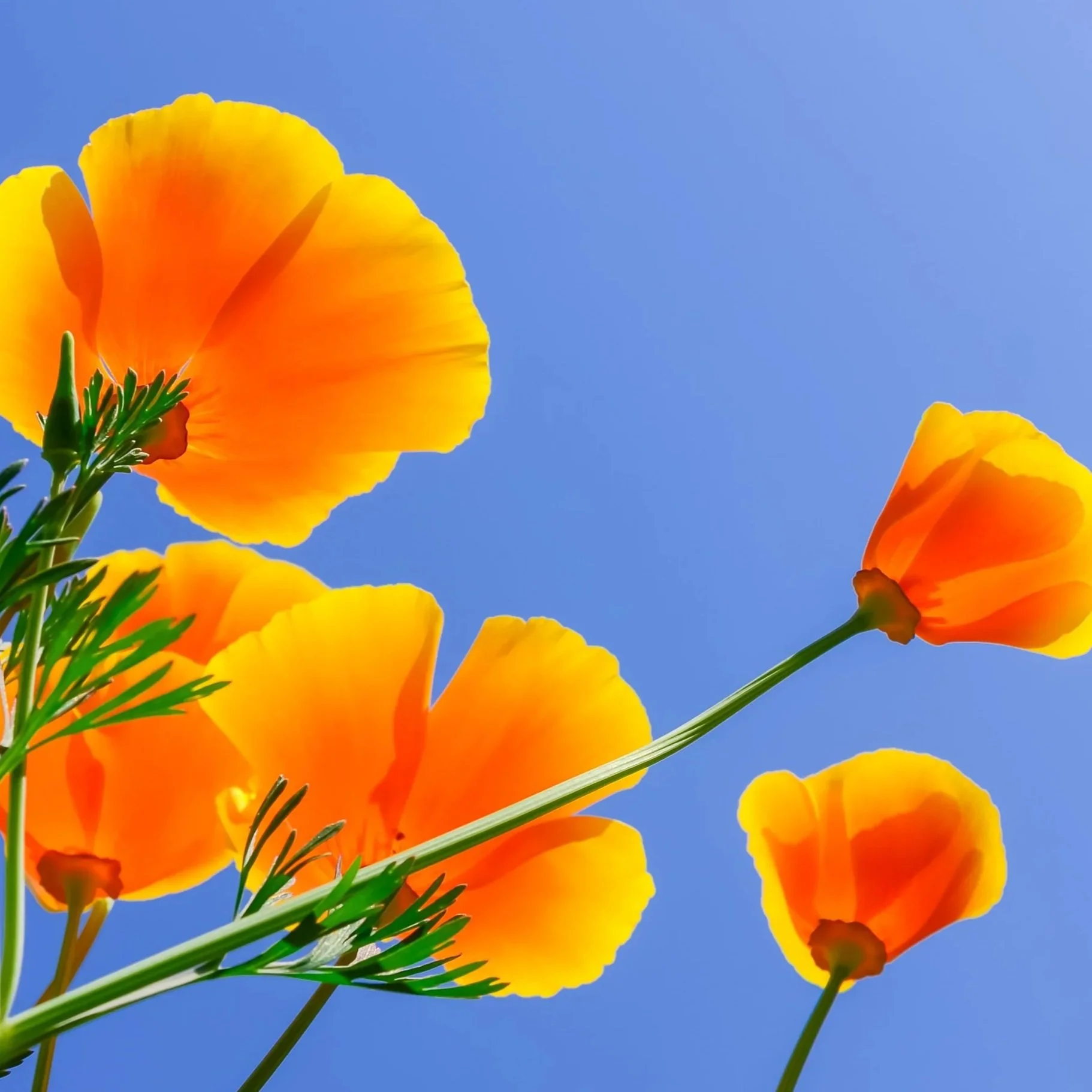 Picture of orange & yellow flowers in sun
