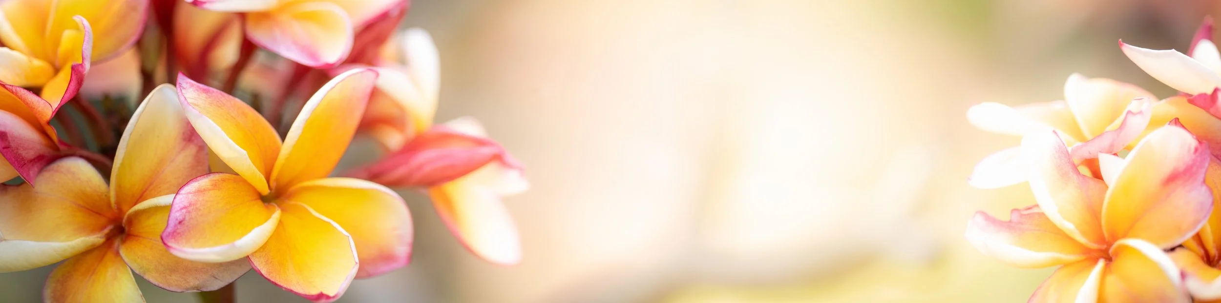 Yellow & pink plumeria