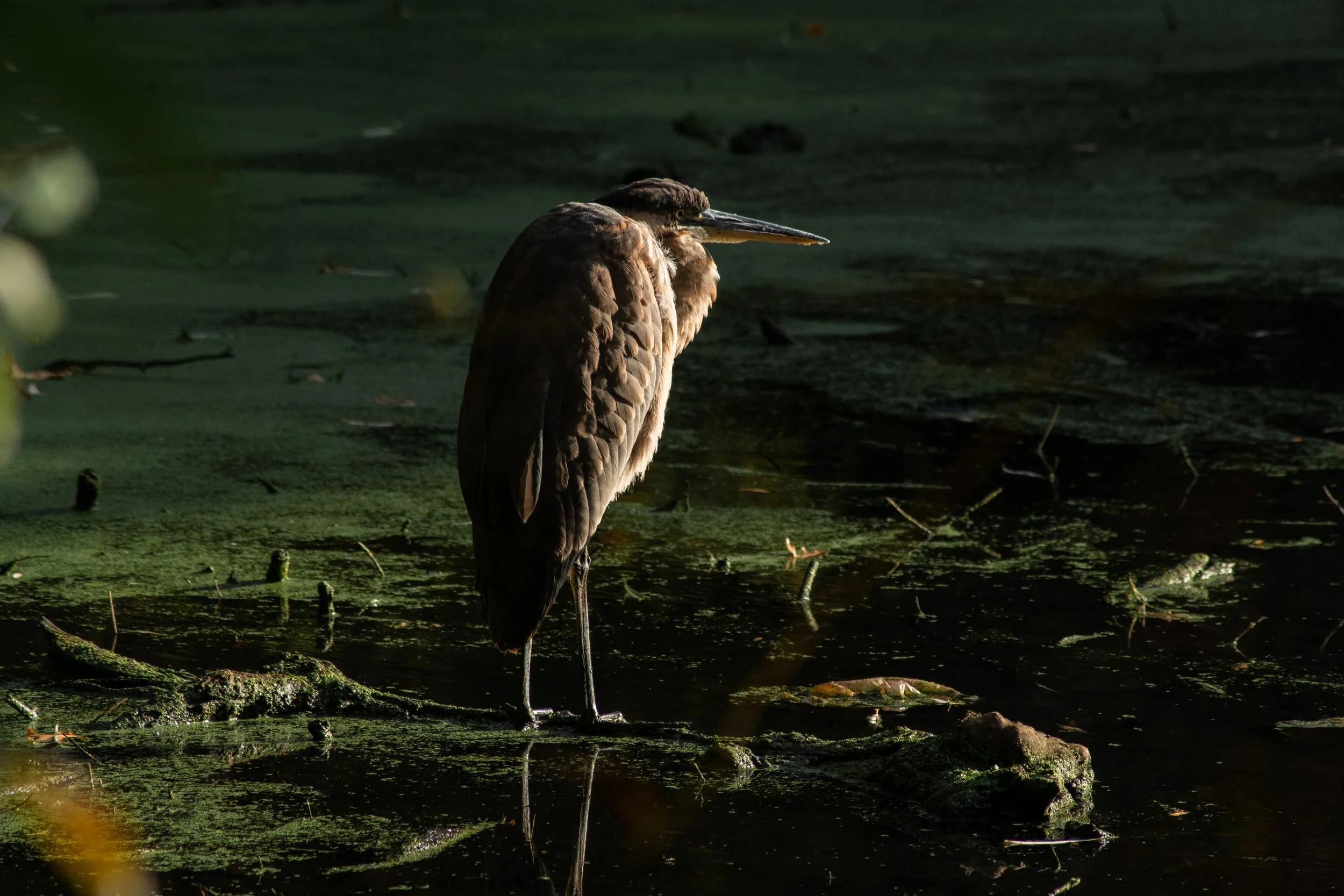 Great Blue Heron 2.jpg