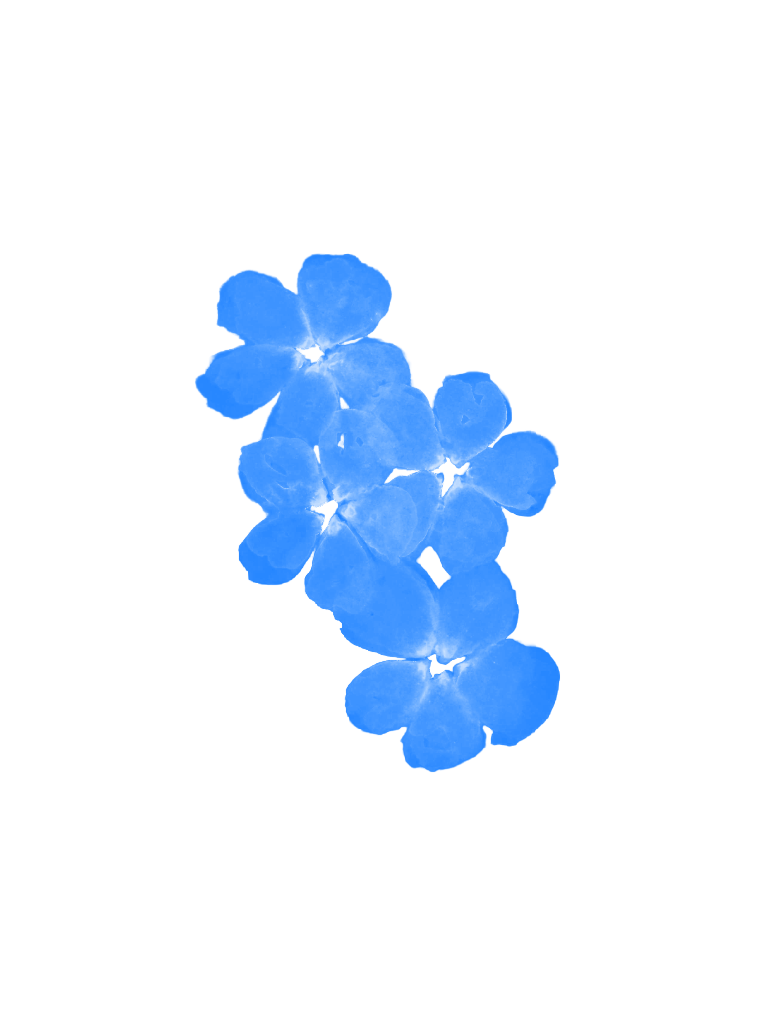flowers.webp