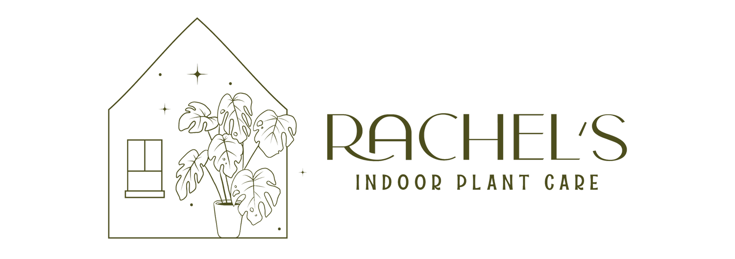 Rachel's Indoor Plant Care