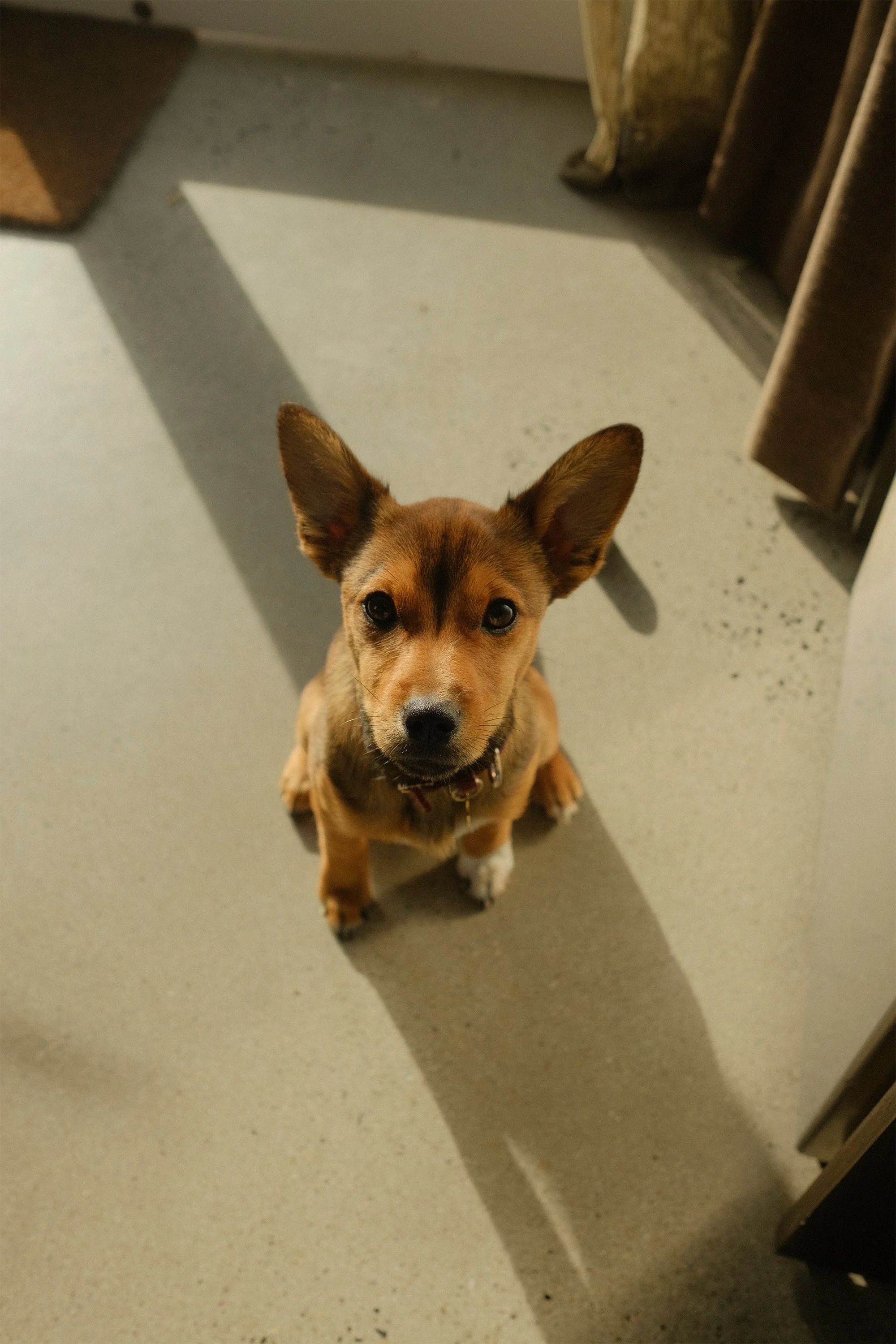 Young brown dog with large ears sitting on a light-colored floor, looking up at the camera.