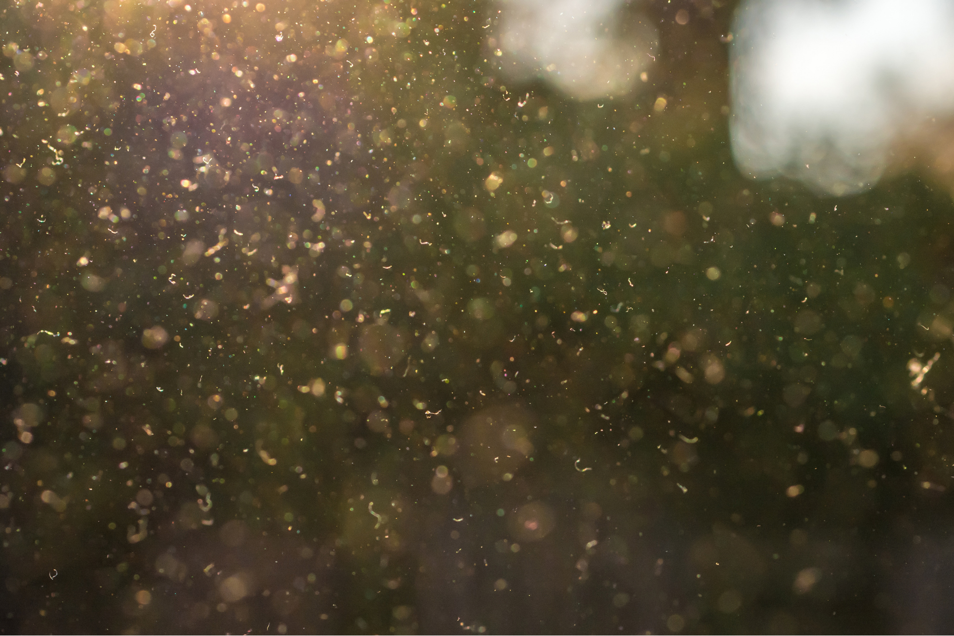 Close-up of pollen and dust particles in the air, illuminated by sunlight, creating a sparkling effect.