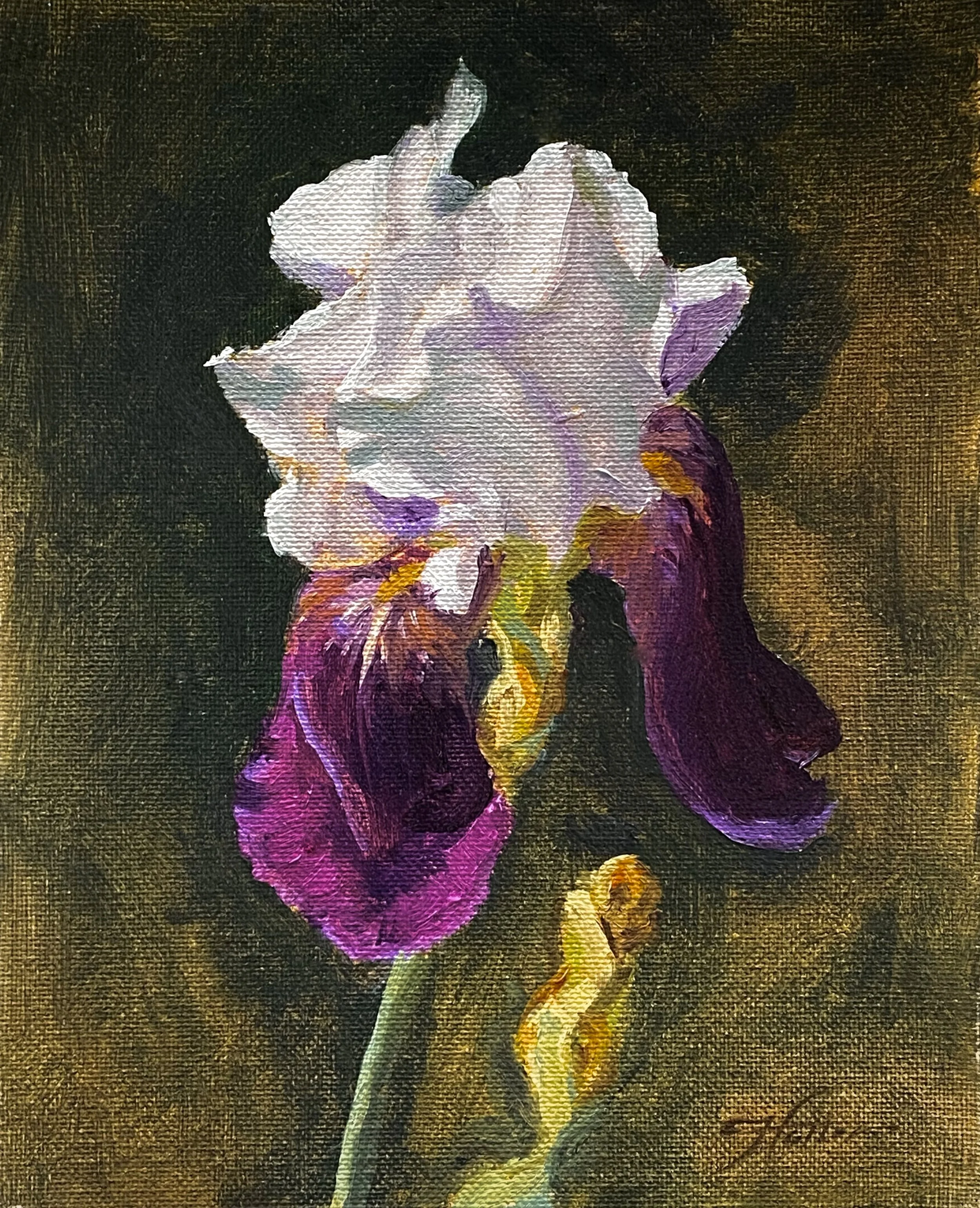 A realistic painting of an iris flower with white petals and purple lower petals, set against a dark background.