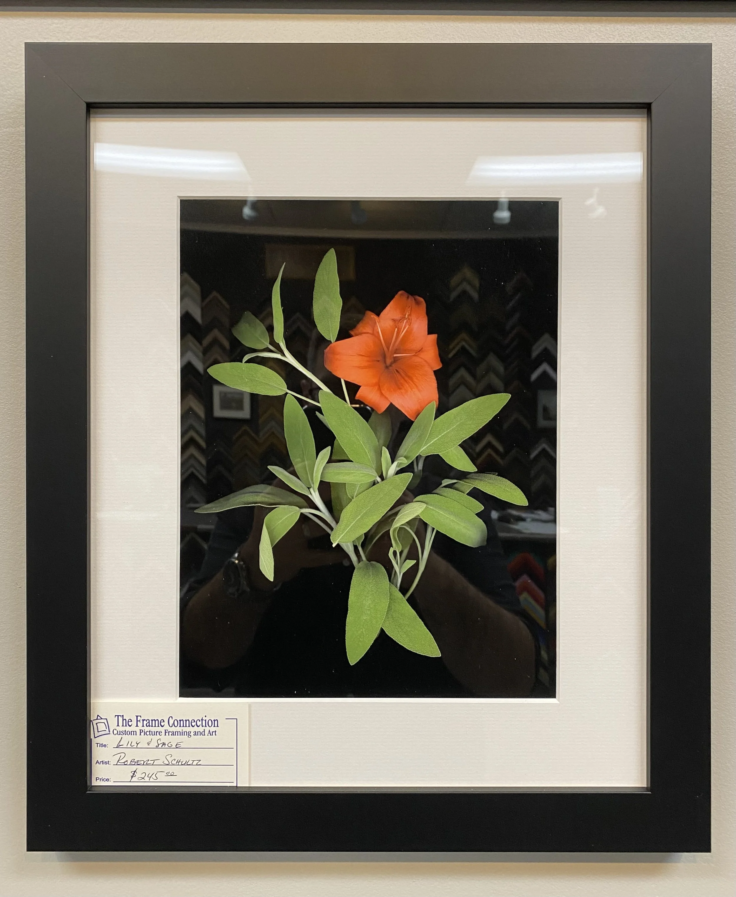 A framed pressed flower art piece with a red-orange lily and green leaves, mounted on a white mat with a label from The Frame Connection indicating the title 'Lily & Sage' by Robert Schultz.