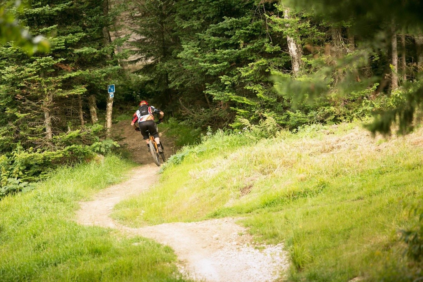 A person mountain biking on a dirt trail through a lush green forest.