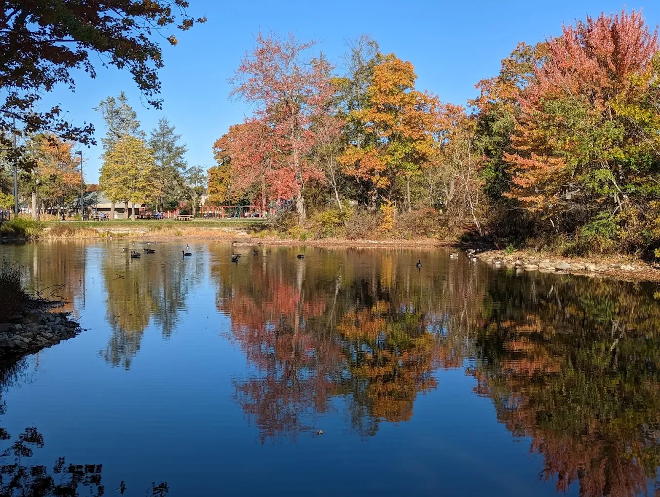 Elm Park, Worcester, Mass - A serene park scene in autumn with colorful trees reflected in a calm pond, ducks swimming on the water, and a clear blue sky overhead.