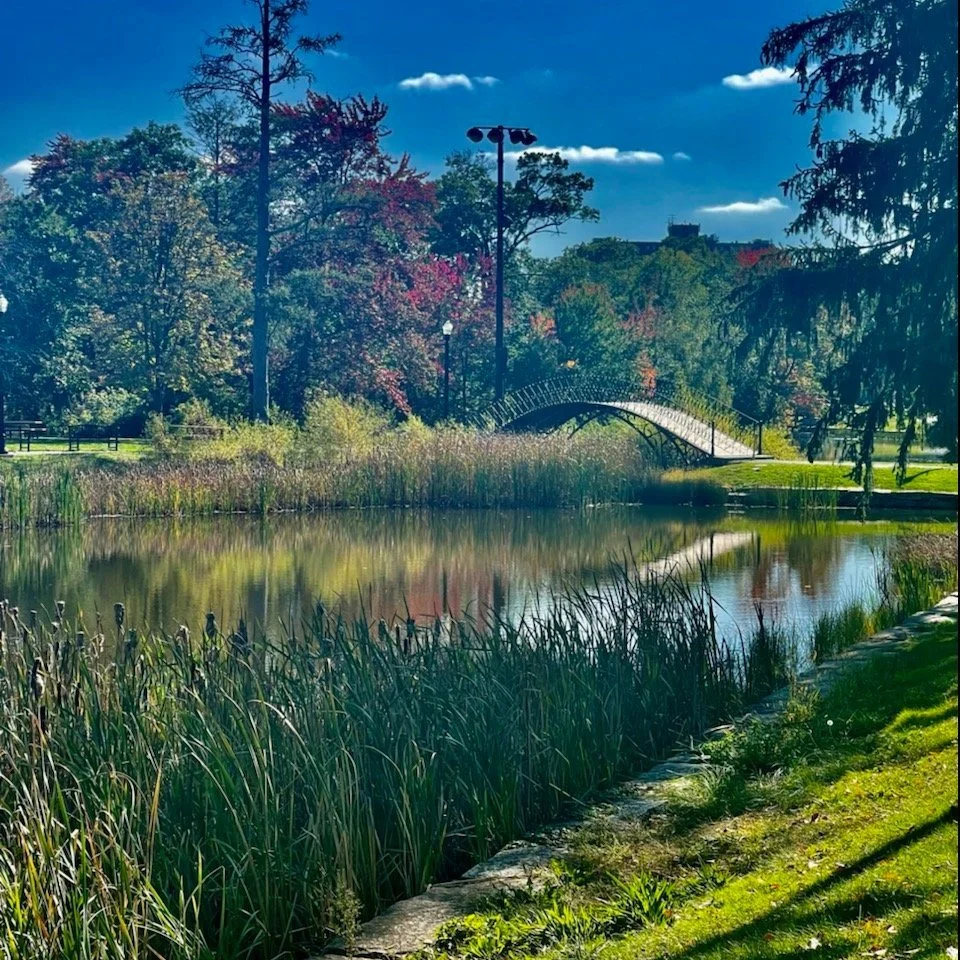 The serene elm park with a pond, lush trees, and a small arched footbridge, under a partly cloudy sky.