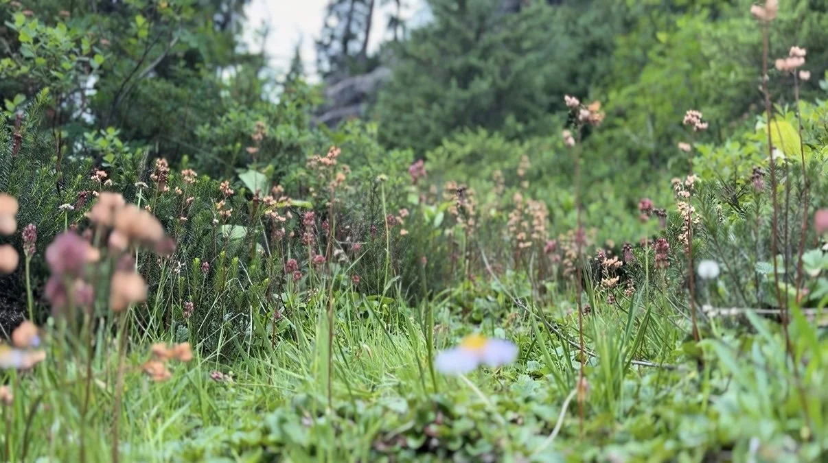 A lush green meadow with various small flowering plants and tall grass, surrounded by trees in the background.