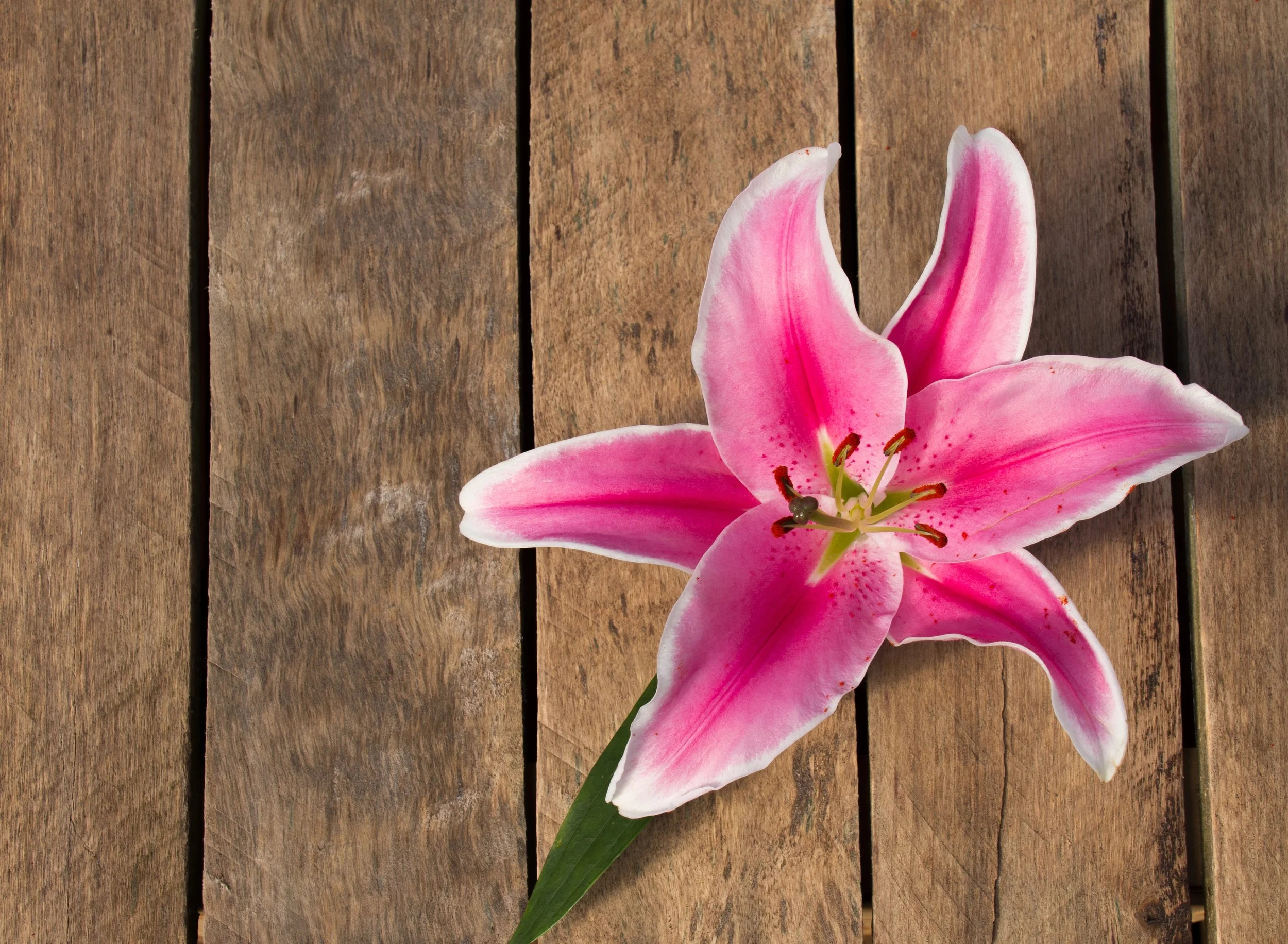 Pink lily flower lying on a wooden surface.