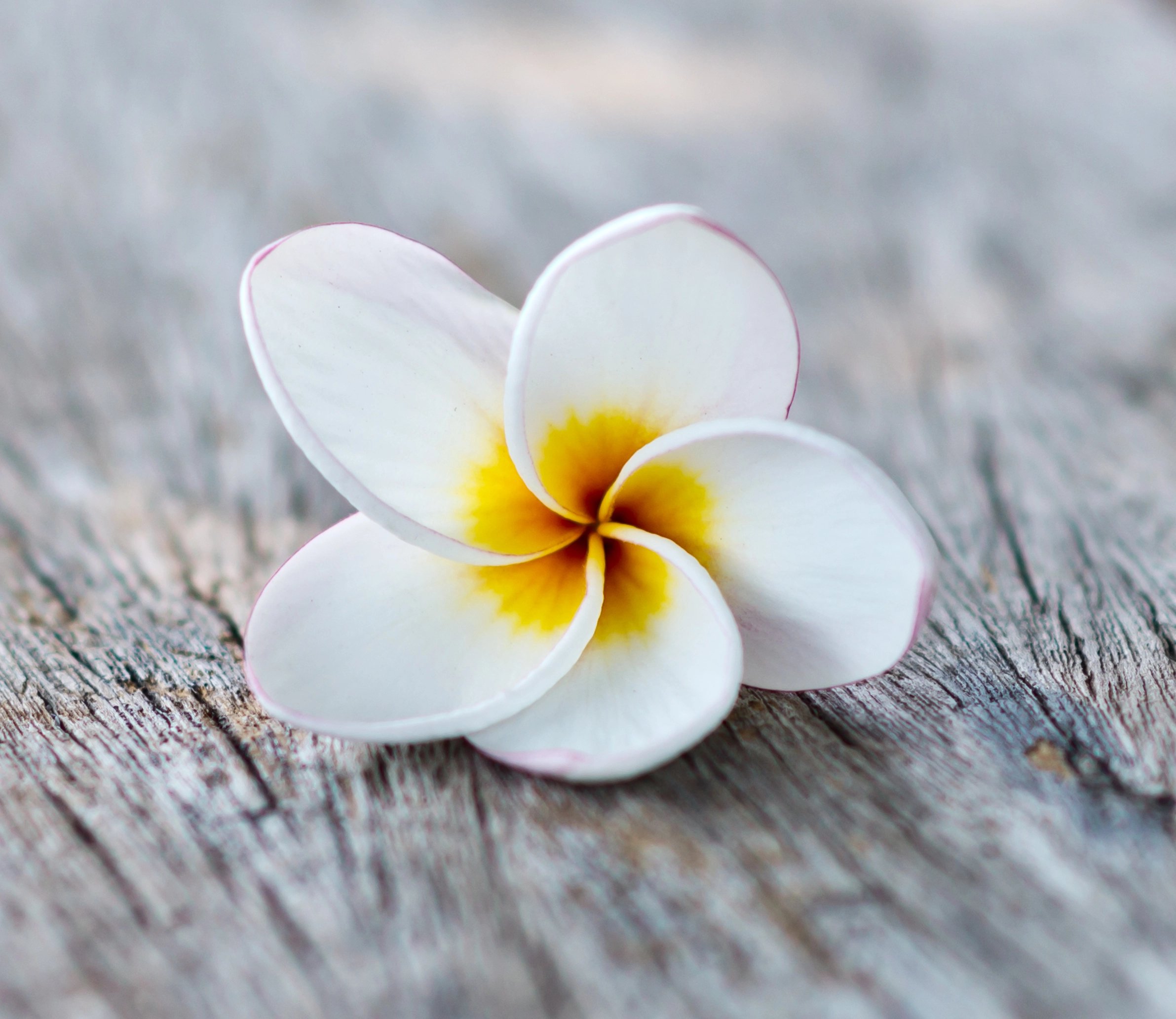 A white and yellow plumeria flower resting on a weathered wooden surface.