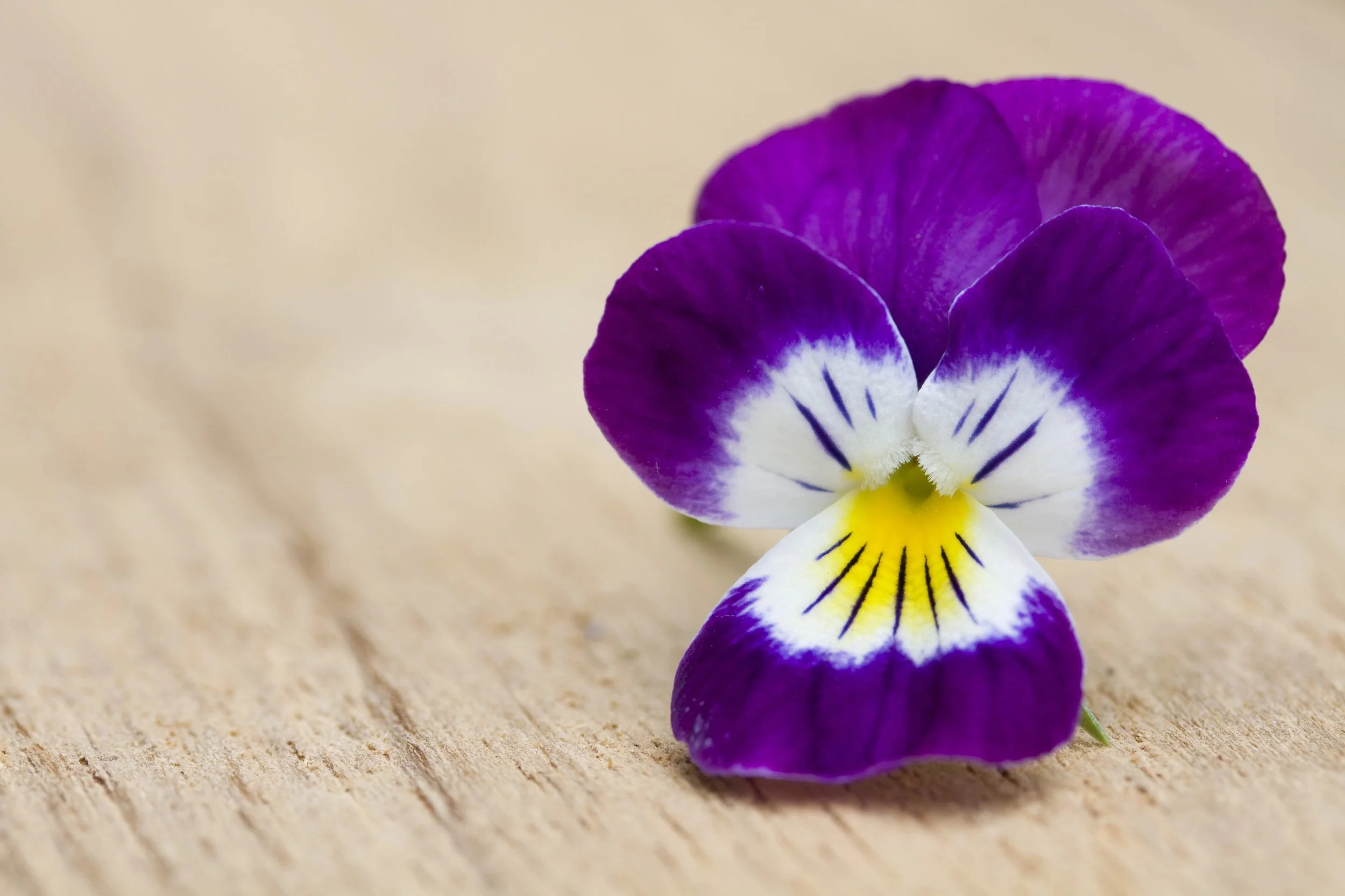 Close-up of a purple and white pansy flower with yellow and dark lines on a light wooden surface.