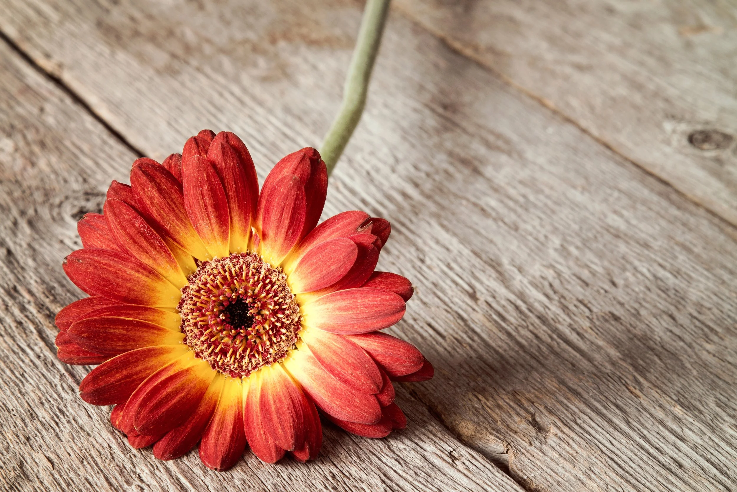 Red and yellow gerbera daisy flower on a wooden surface.