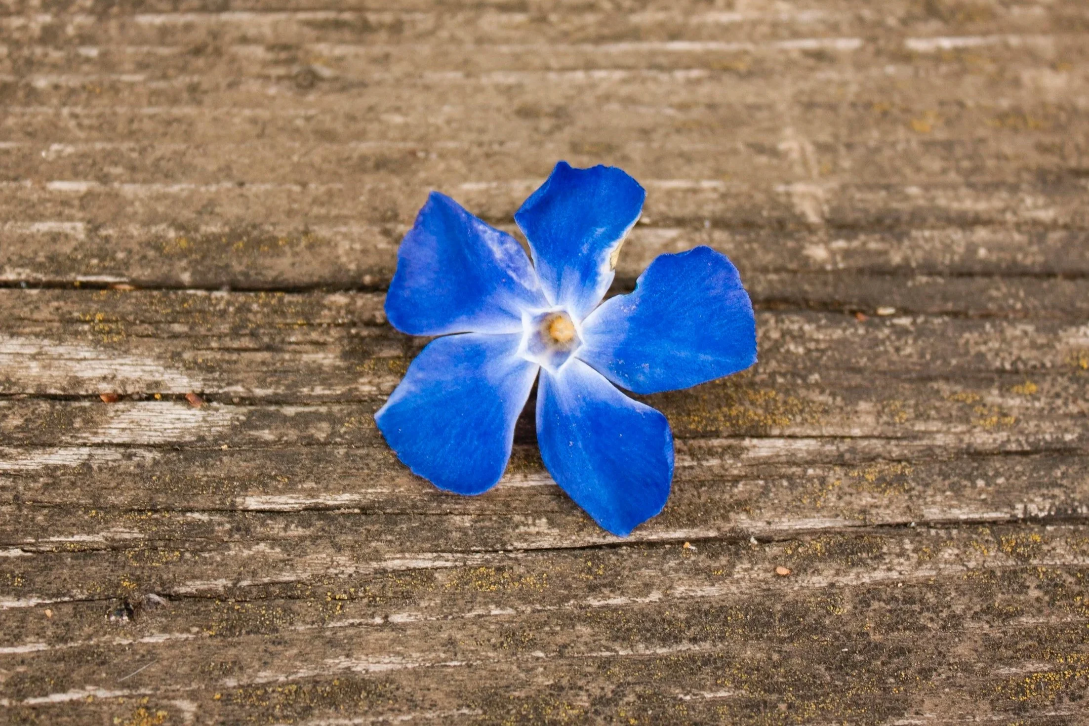 A single blue flower petal on a weathered wooden surface.