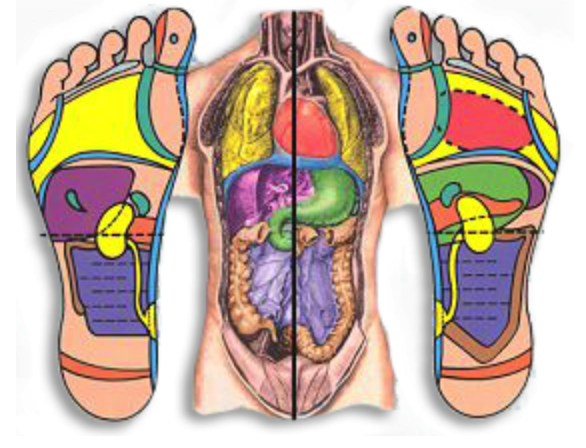 Diagram of reflexology zones on the feet overlaying internal organs and body parts.