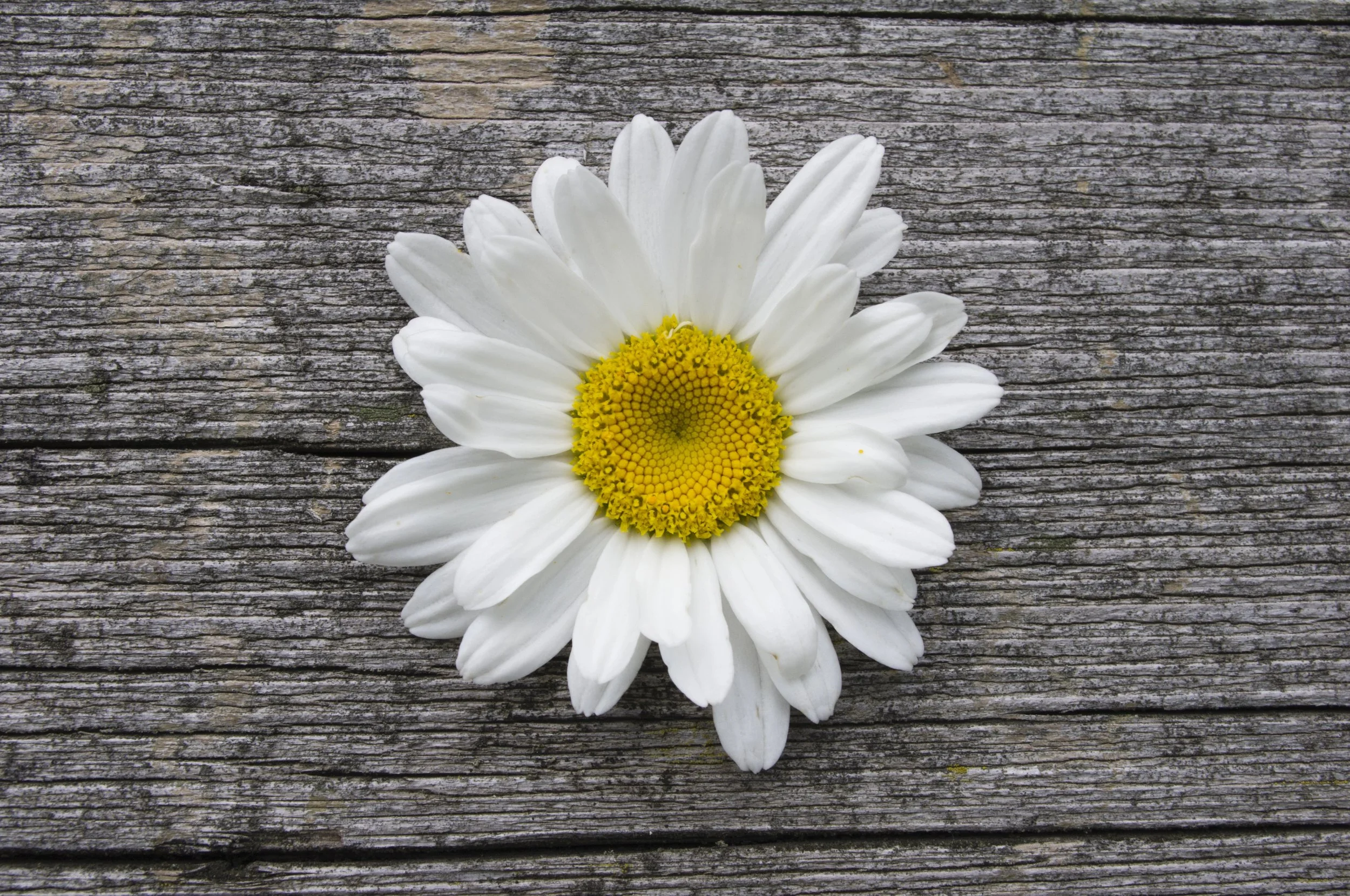 A single white daisy flower with a yellow center on a weathered wooden surface.