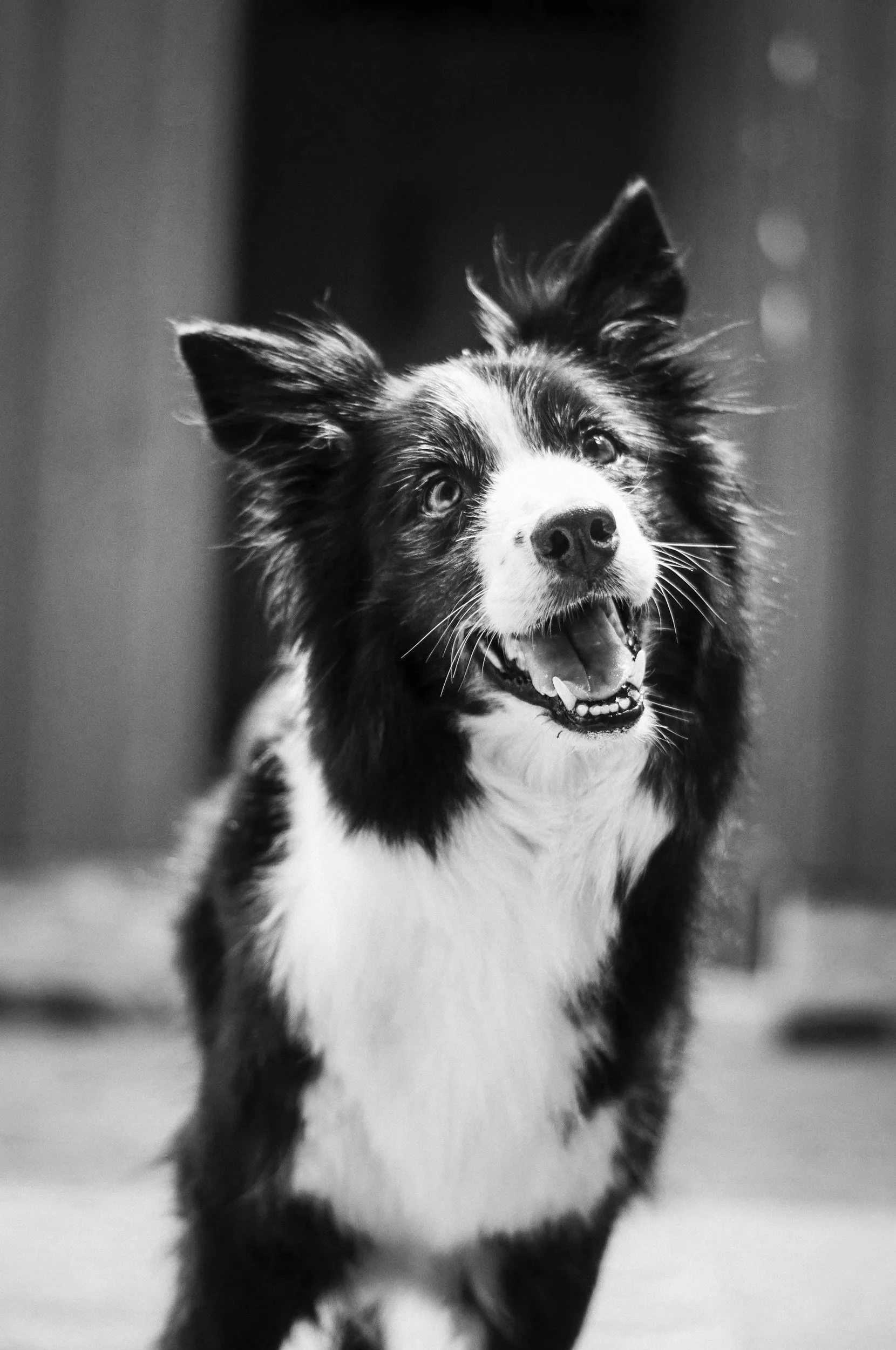 Black and white photo of a happy dog with a white face, black fur, and pointy ears, smiling with an open mouth.