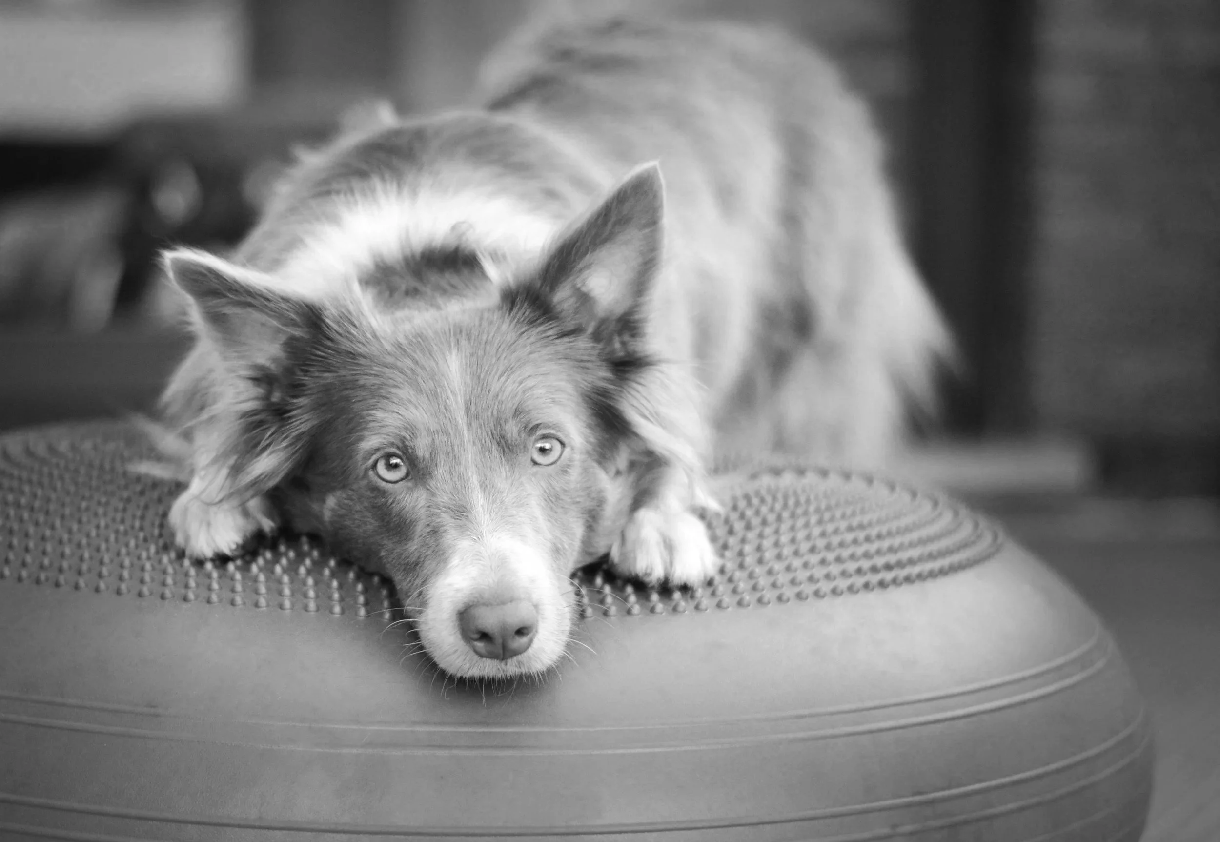 A close-up of a dog lying on a textured surface, resting its head. The dog has long, fluffy fur and striking eyes, with ears pointed upward.