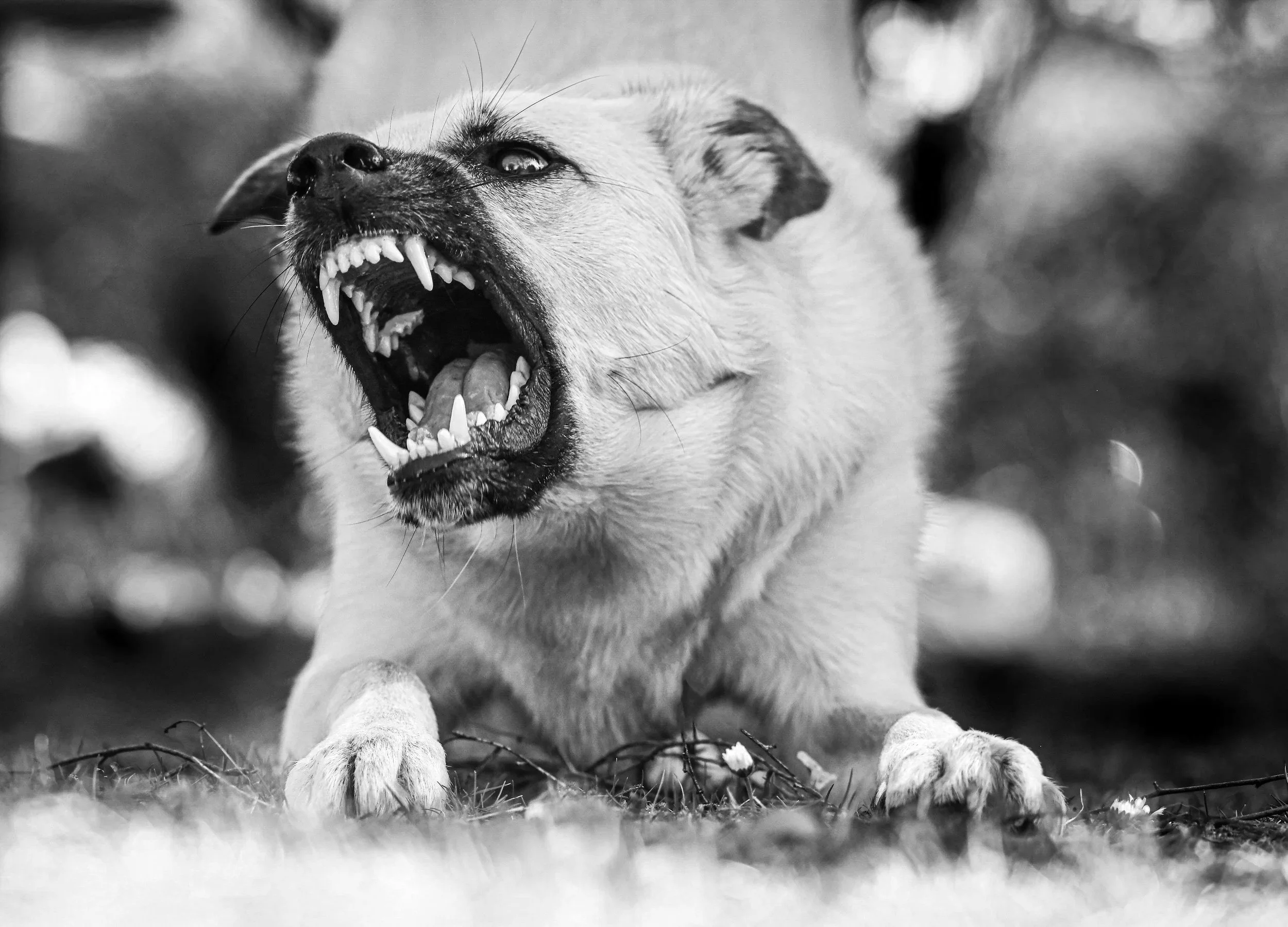A black and white photo of a dog growling or barking with its mouth wide open, showing sharp teeth. The dog is on a surface with some small objects and twigs on the ground, with a blurry background.
