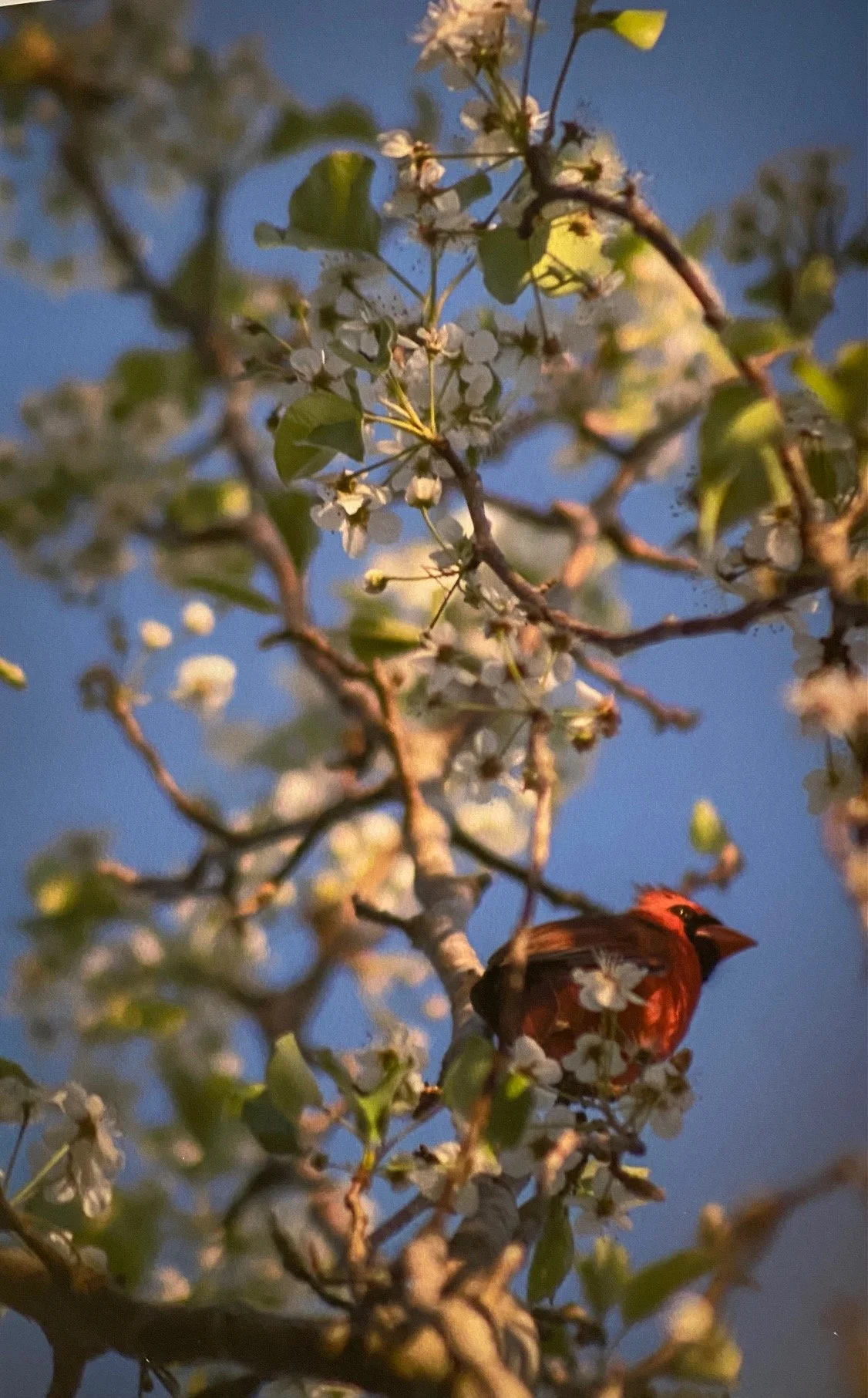 Not a Partridge in a Pair Tree