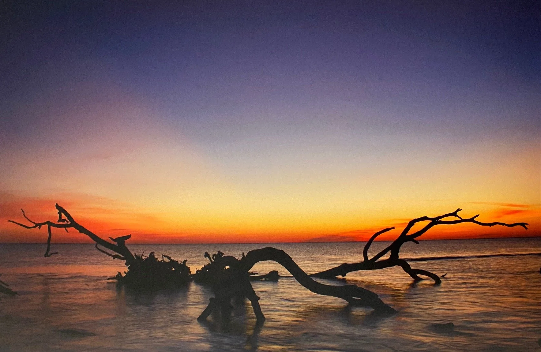 Non drifting Driftwood at Sunrise