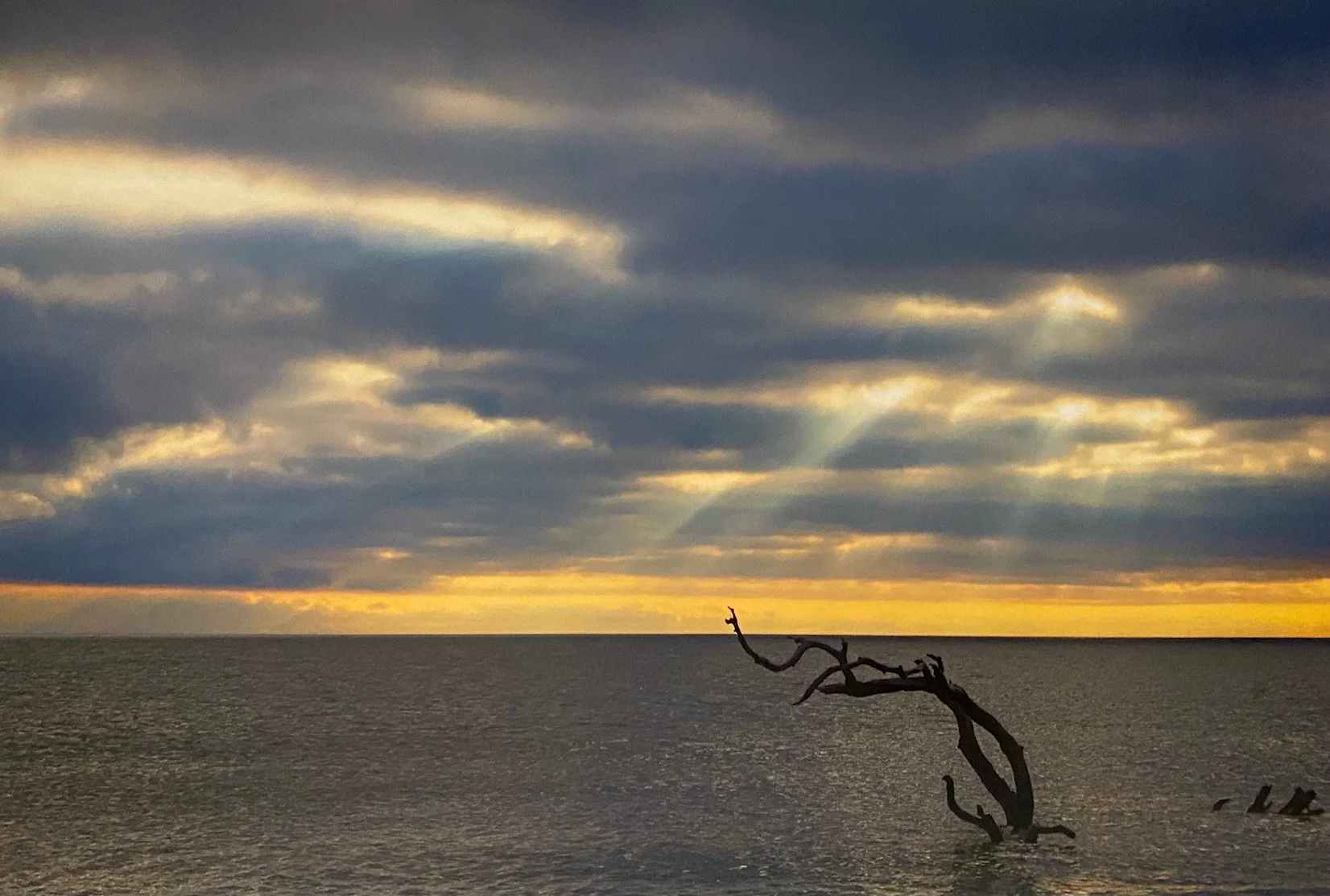The Roots are Reaching for Heaven