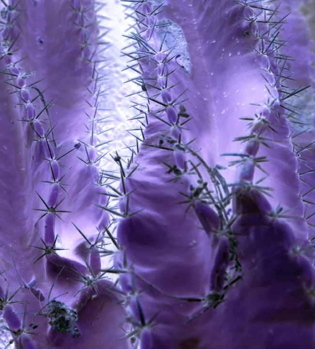 abstract cactus2.jpg