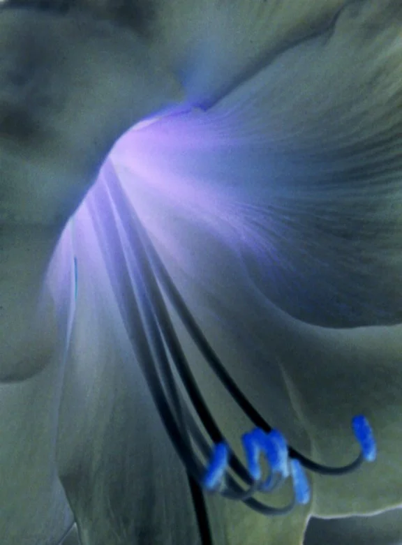 abstract flower3(print).jpg