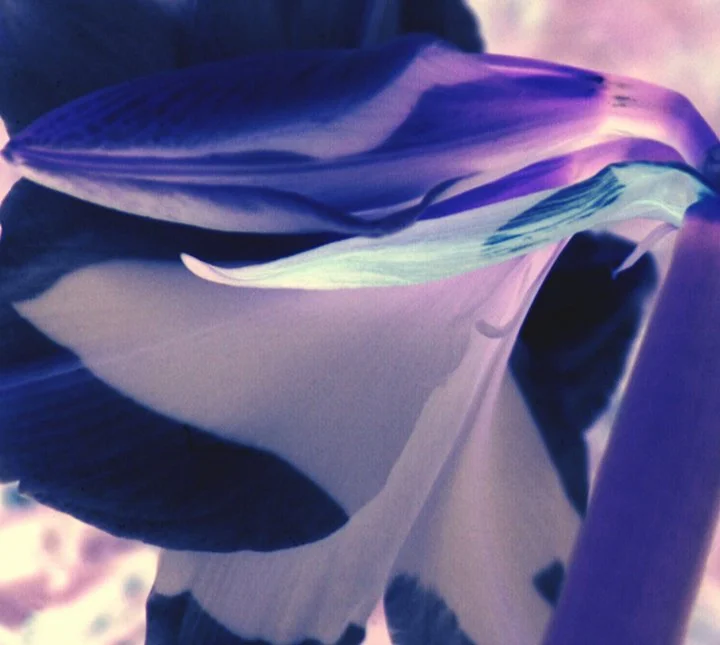 abstract_flower2.jpg