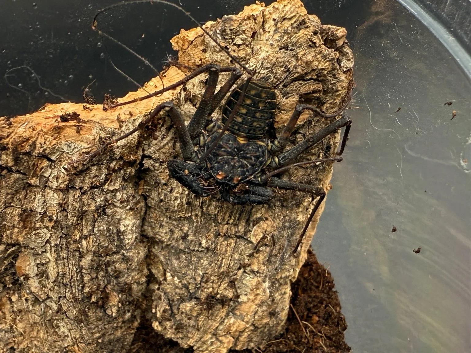 Tailless Whip Scorpion
