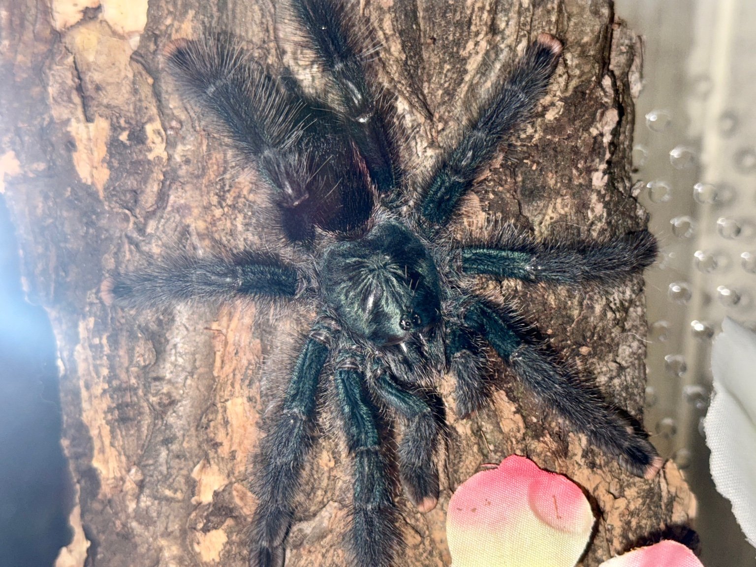 Metallic Pinktoe (Avicularia avicularia) 4 - 5" Female