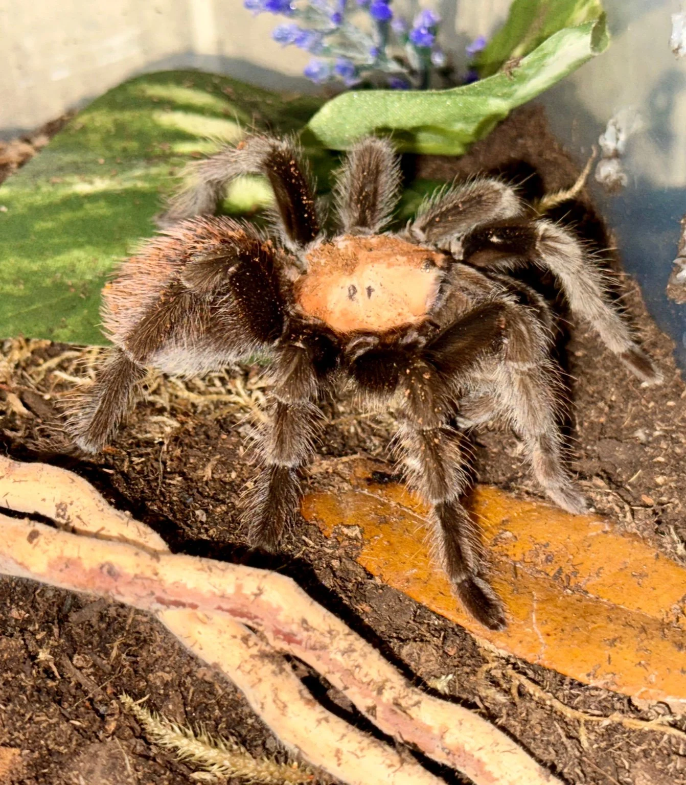 Mexican Golden Red Rump (Tliltocatl albiceps) 4 - 5"