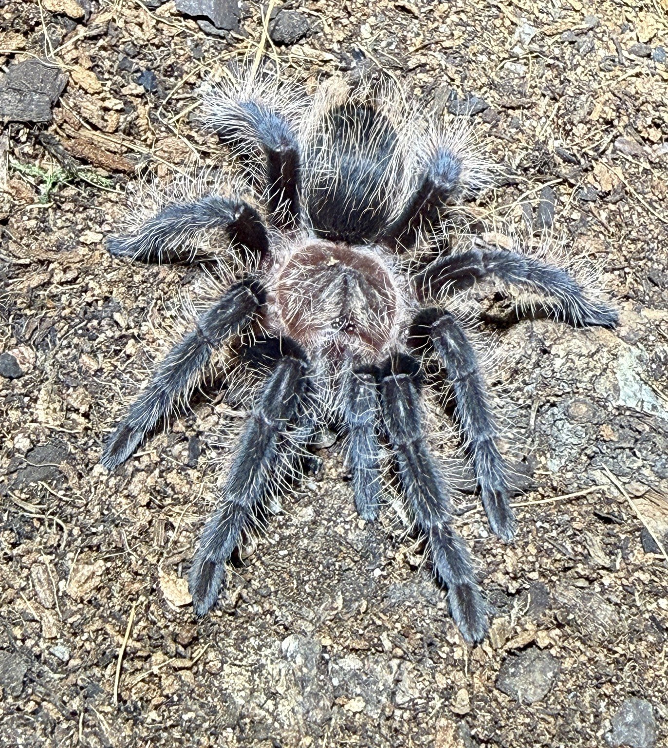 Curly Hair Tarantula (Tliltocatl albopilosus) 1.5 - 2"