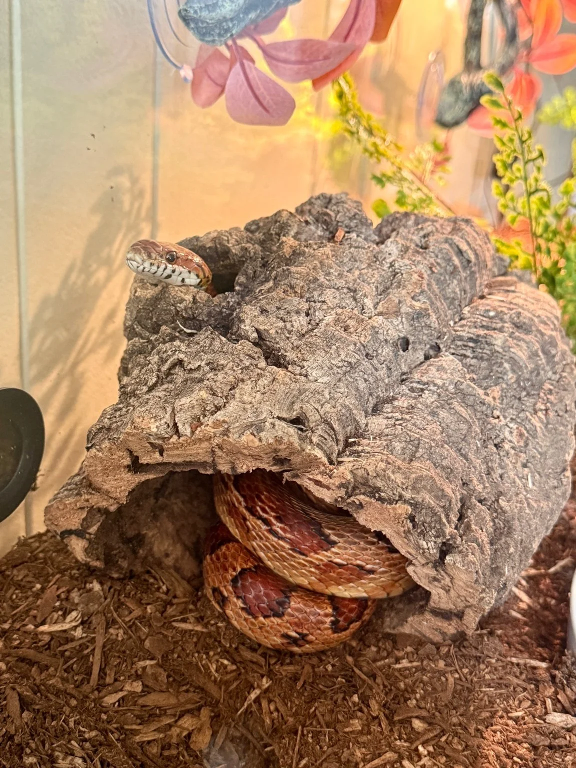 Adult Corn Snake - Normal