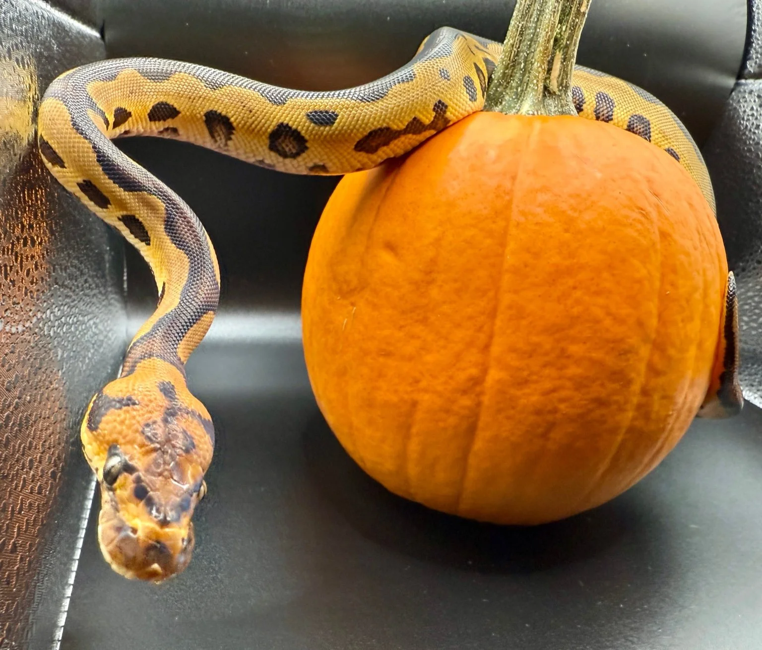 2025 Leopard Clown - Female