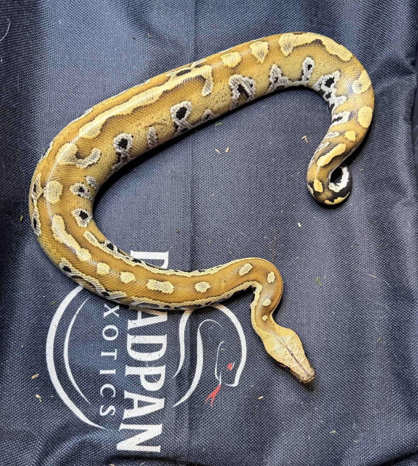 2025 Red Blood Python
