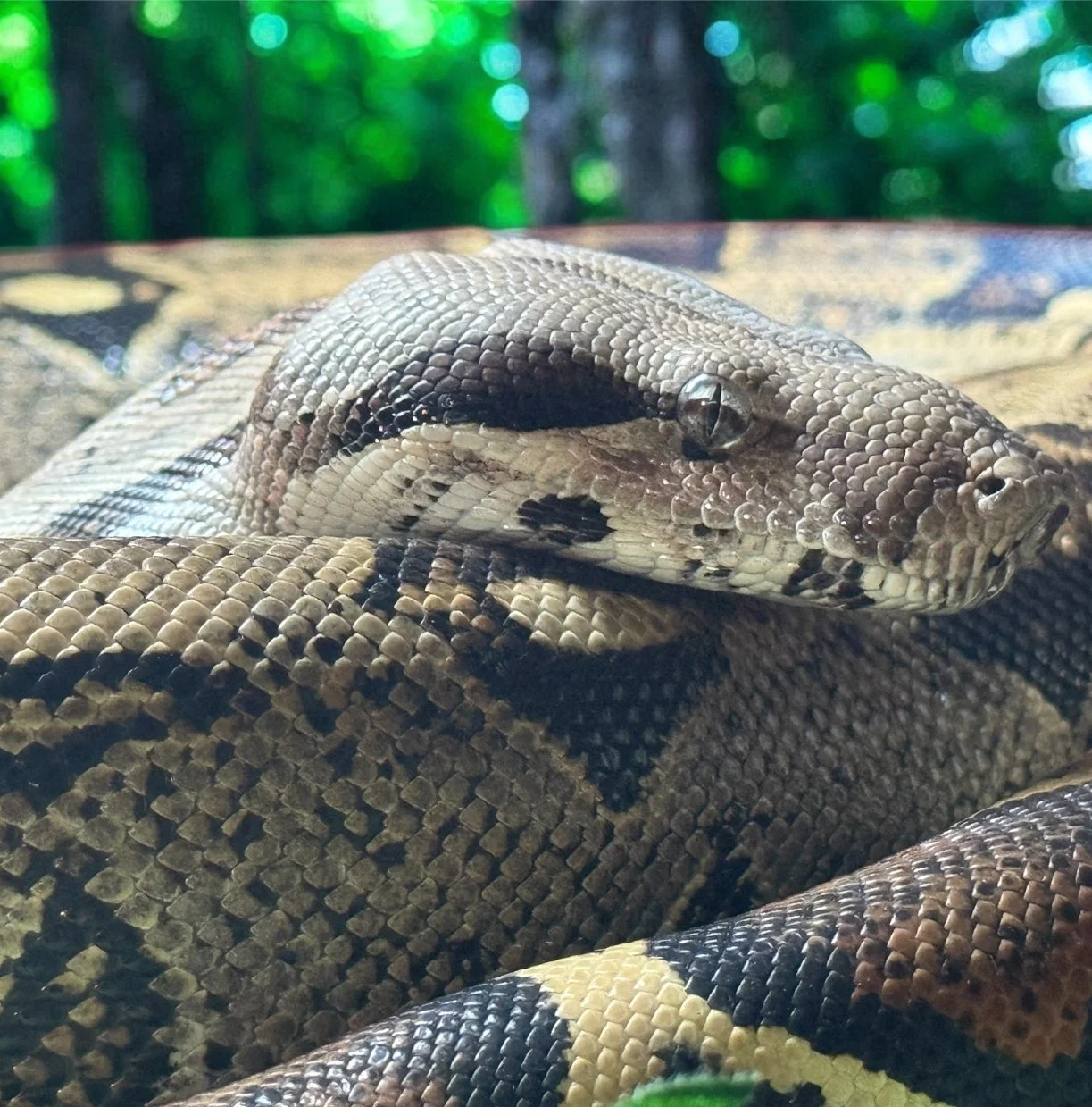 Boa Constrictor.jpeg