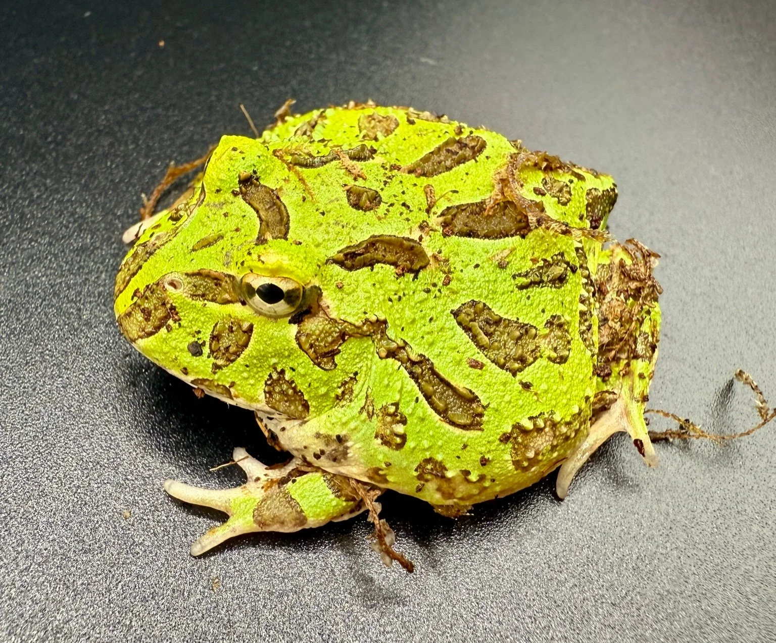 Pacific Horned Frog - Green