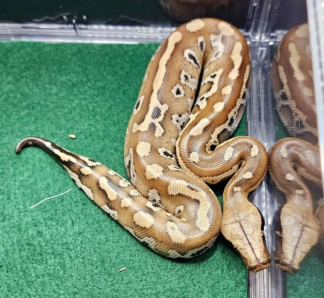 2025 Red Blood Python