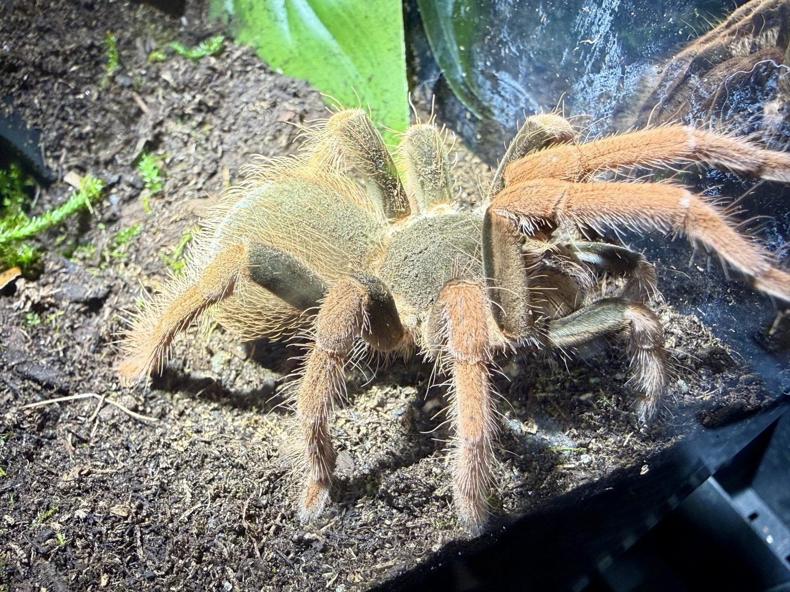 Colombian Giant Redleg (Megaphobema robustum) 4 - 5"