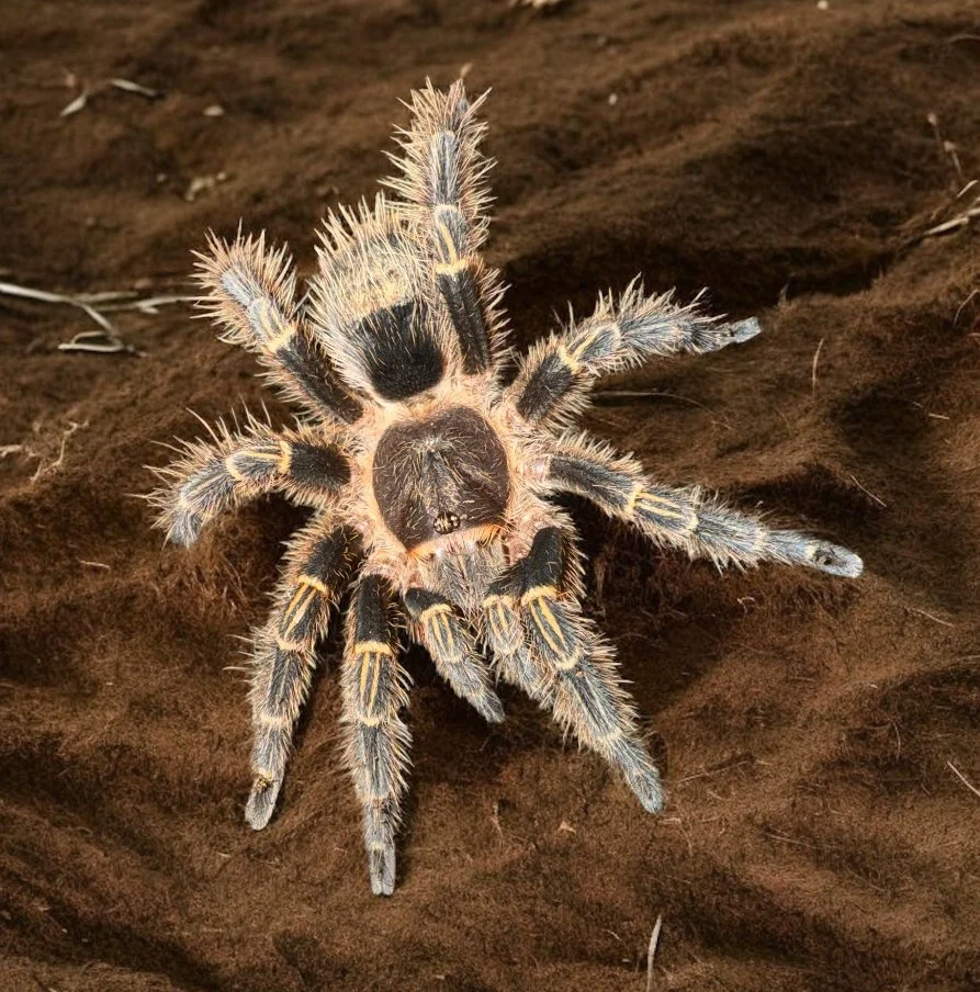 Chaco Golden Knee (Grammostola pulchripes) 2"