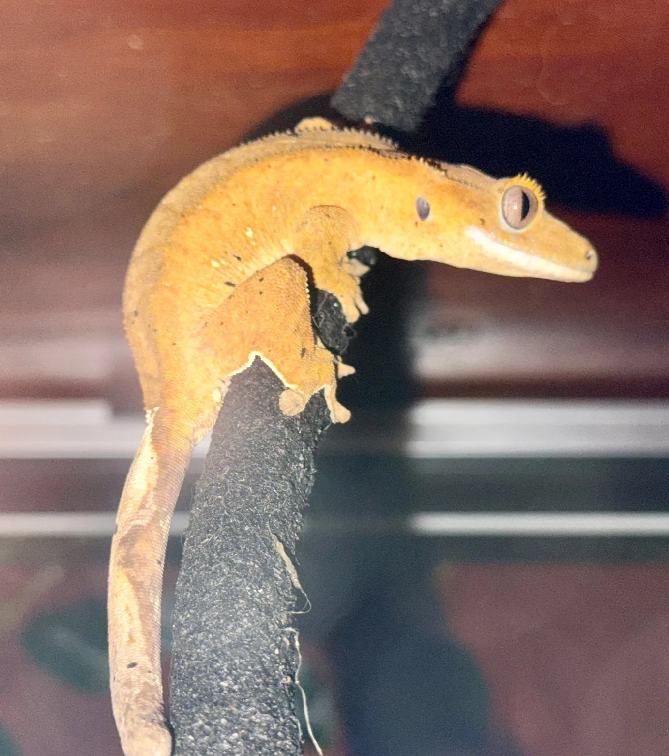 Dalmation Gecko.jpeg