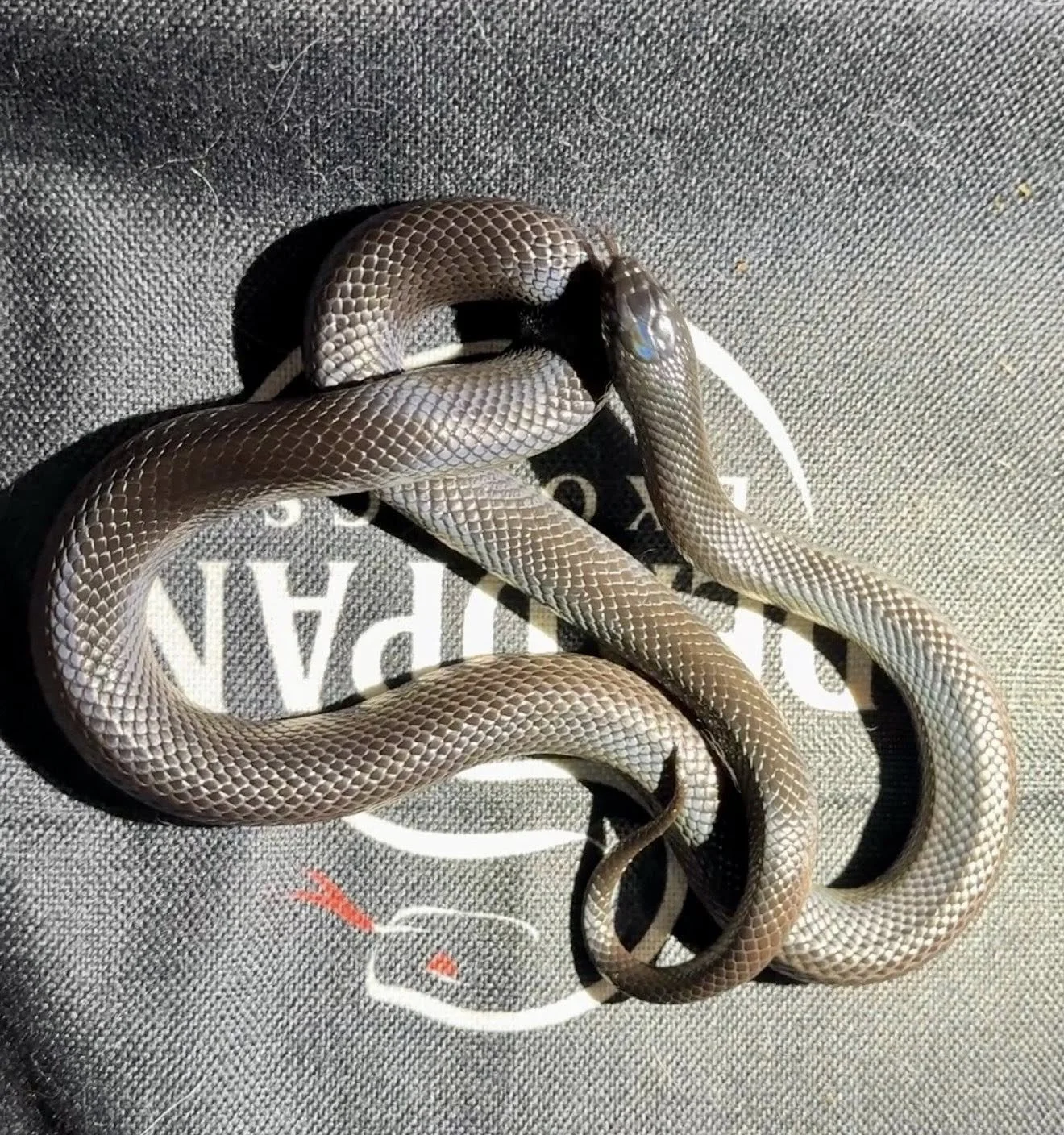 2023 Mexican Black Kingsnake - Female