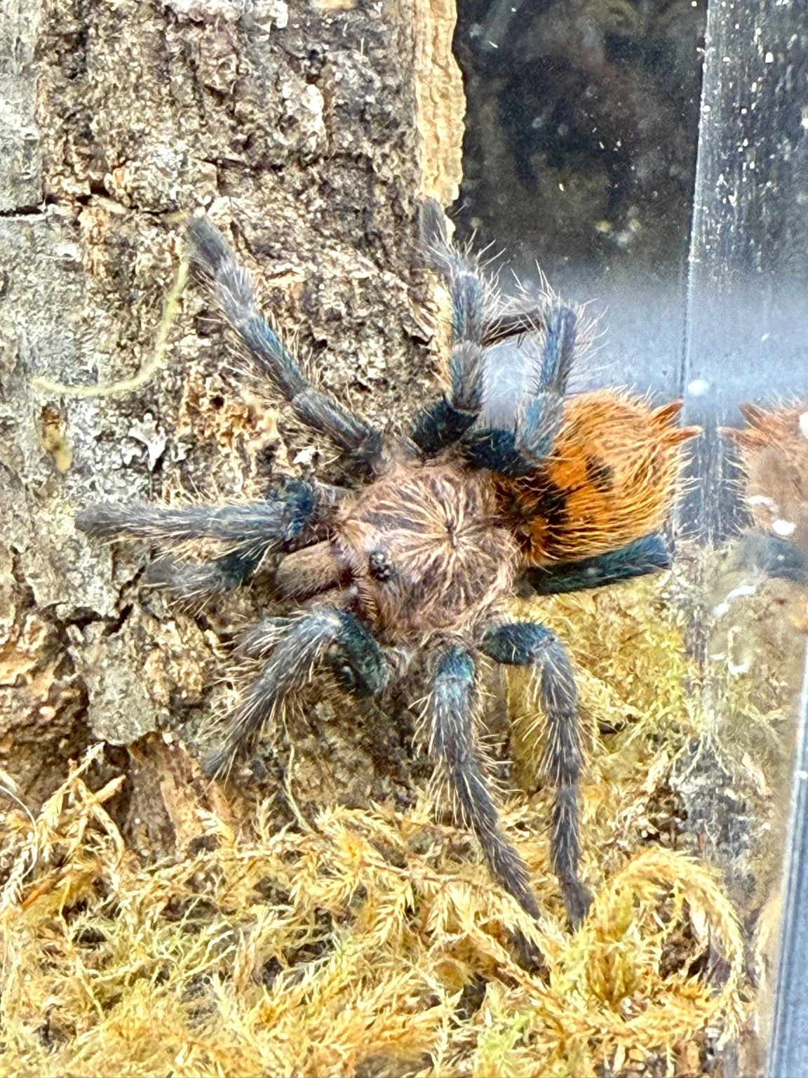 Green Bottle Blue (Chromatopelma cyaneopubescens) 2 – 3"