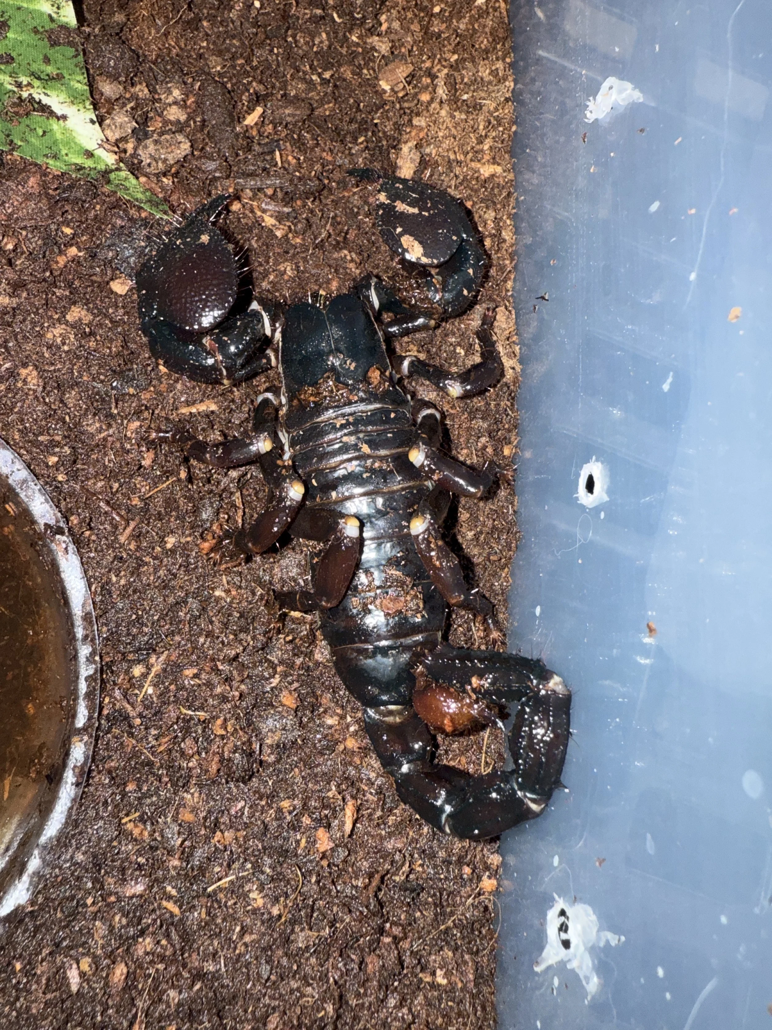 Emperor Scorpion (Pandinus imperator)