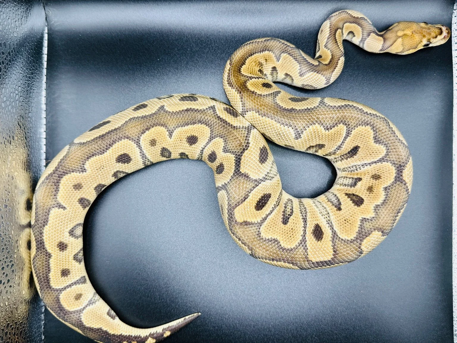2022 Ball Python - Clown Het Hypo (OG) (male)