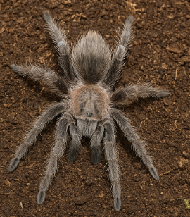 Mexican Rose Grey (Tliltocatl verdezi) 2 - 3"