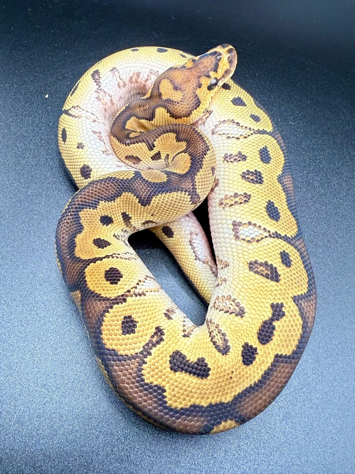 2025 Ball Python - Clown (male)
